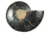 Cut & Polished Ammonite Fossil (Half) - Unusual Black Color #250479-1